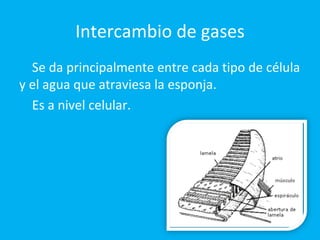 Intercambio de gases Se da principalmente entre cada tipo de célula y el agua que atraviesa la esponja.  Es a nivel celular. 