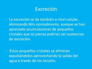 Excreción La excreción se da también a nivel celular, eliminando NH 3  normalmente, aunque se han apreciado acumulaciones de pequeños cristales que se piensa podrían ser sustancias de excreción.  -  Éstos pequeños cristales se eliminan expulsándolos aprovechando la salida del agua a través de los ósculos. 