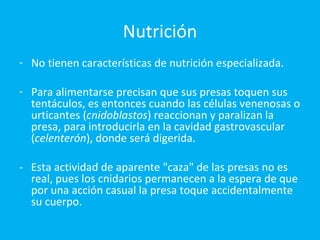 Nutrición No tienen características de nutrición especializada. Para alimentarse precisan que sus presas toquen sus tentáculos, es entonces cuando las células venenosas o urticantes ( cnidoblastos ) reaccionan y paralizan la presa, para introducirla en la cavidad gastrovascular ( celenterón ), donde será digerida. -  Esta actividad de aparente "caza" de las presas no es real, pues los cnidarios permanecen a la espera de que por una acción casual la presa toque accidentalmente su cuerpo. 