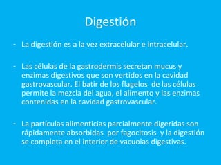 Digestión La digestión es a la vez extracelular e intracelular.  Las células de la gastrodermis secretan mucus y enzimas digestivos que son vertidos en la cavidad gastrovascular. El batir de los flagelos  de las células permite la mezcla del agua, el alimento y las enzimas contenidas en la cavidad gastrovascular.  La partículas alimenticias parcialmente digeridas son rápidamente absorbidas  por fagocitosis  y la digestión se completa en el interior de vacuolas digestivas. 
