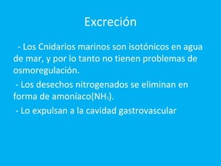 Excreción - Los Cnidarios marinos son isotónicos en agua de mar, y por lo tanto no tienen problemas de osmoregulación.  - Los desechos nitrogenados se eliminan en forma de amoníaco(NH 3 ).  - Lo expulsan a la cavidad gastrovascular 