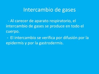 Intercambio de gases - Al carecer de aparato respiratorio, el intercambio de gases se produce en todo el cuerpo. -  El intercambio se verifica por difusión por la epidermis y por la gastrodermis. 