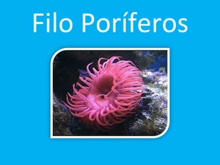 Filo Poríferos 