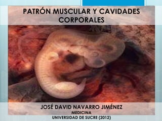 PATRÓN MUSCULAR Y CAVIDADES
CORPORALES

JOSÉ DAVID NAVARRO JIMÉNEZ
MEDICINA
UNIVERSIDAD DE SUCRE (2012)

 
