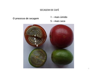 SECAGEM DE CAFÉ

                                1 – mais úmido
O processo de secagem
                                5 – mais seco




                                                 5
 