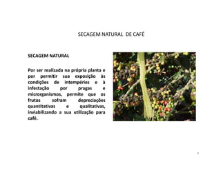 SECAGEM NATURAL DE CAFÉ


SECAGEM NATURAL

Por ser realizada na própria planta e
por permitir sua exposição às
condições de intempéries e à
infestação      por     pragas      e
microrganismos, permite que os
frutos      sofram      depreciações
quantitativas      e     qualitativas,
inviabilizando a sua utilização para
café.
café.




                                                  8
 
