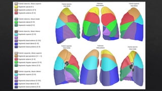 Radiografia del patron alveolar y su identificacion | PPTX