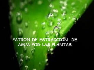 PATRON DE ESTRACCION DE
AGUA POR LAS PLANTAS
 