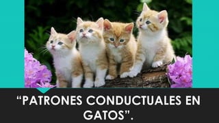 “PATRONES CONDUCTUALES EN
GATOS”.
 