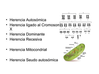 • Herencia Autosómica
• Herencia ligado al Cromosoma
  X
• Herencia Dominante
• Herencia Recesiva

• Herencia Mitocondrial

• Herencia Seudo autosómica
 