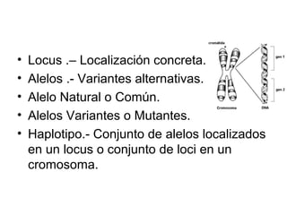 •   Locus .– Localización concreta.
•   Alelos .- Variantes alternativas.
•   Alelo Natural o Común.
•   Alelos Variantes o Mutantes.
•   Haplotipo.- Conjunto de alelos localizados
    en un locus o conjunto de loci en un
    cromosoma.
 