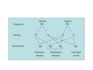 Afectado                           Afectado
Progenitores         Aa                                Aa



Gametos        A              a                   A              a



Descendencia       AA             Aa        Aa                       aa

               Homocigoto         Heterocigotos              Homocigoto
                Afectado           Afectados                     Normal
 