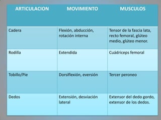 ARTICULACION       MOVIMIENTO                 MUSCULOS


Cadera            Flexión, abducción,      Tensor de la fascia lata,
                  rotación interna         recto femoral, glúteo
                                           medio, glúteo menor.

Rodilla           Extendida                Cuádriceps femoral



Tobillo/Pie       Dorsiflexión, eversión   Tercer peroneo



Dedos             Extensión, desviación    Extensor del dedo gordo,
                  lateral                  extensor de los dedos.
 