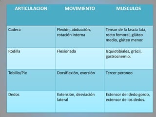ARTICULACION       MOVIMIENTO                 MUSCULOS


Cadera            Flexión, abducción,      Tensor de la fascia lata,
                  rotación interna         recto femoral, glúteo
                                           medio, glúteo menor.

Rodilla           Flexionada               Isquiotibiales, grácil,
                                           gastrocnemio.


Tobillo/Pie       Dorsiflexión, eversión   Tercer peroneo



Dedos             Extensión, desviación    Extensor del dedo gordo,
                  lateral                  extensor de los dedos.
 
