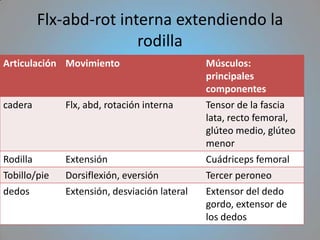 Flx-abd-rot interna extendiendo la
                        rodilla
Articulación Movimiento                       Músculos:
                                              principales
                                              componentes
cadera        Flx, abd, rotación interna      Tensor de la fascia
                                              lata, recto femoral,
                                              glúteo medio, glúteo
                                              menor
Rodilla       Extensión                       Cuádriceps femoral
Tobillo/pie   Dorsiflexión, eversión          Tercer peroneo
dedos         Extensión, desviación lateral   Extensor del dedo
                                              gordo, extensor de
                                              los dedos
 