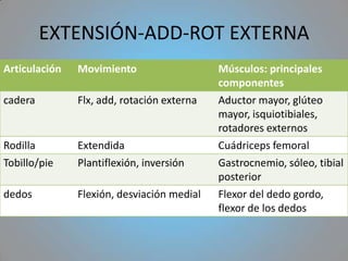 EXTENSIÓN-ADD-ROT EXTERNA
Articulación   Movimiento                   Músculos: principales
                                            componentes
cadera         Flx, add, rotación externa   Aductor mayor, glúteo
                                            mayor, isquiotibiales,
                                            rotadores externos
Rodilla        Extendida                    Cuádriceps femoral
Tobillo/pie    Plantiflexión, inversión     Gastrocnemio, sóleo, tibial
                                            posterior
dedos          Flexión, desviación medial   Flexor del dedo gordo,
                                            flexor de los dedos
 