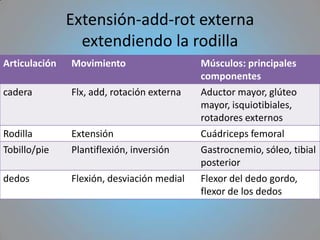 Extensión-add-rot externa
                 extendiendo la rodilla
Articulación   Movimiento                   Músculos: principales
                                            componentes
cadera         Flx, add, rotación externa   Aductor mayor, glúteo
                                            mayor, isquiotibiales,
                                            rotadores externos
Rodilla        Extensión                    Cuádriceps femoral
Tobillo/pie    Plantiflexión, inversión     Gastrocnemio, sóleo, tibial
                                            posterior
dedos          Flexión, desviación medial   Flexor del dedo gordo,
                                            flexor de los dedos
 