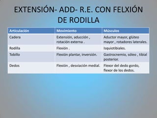 EXTENSIÓN- ADD- R.E. CON FELXIÓN
             DE RODILLA
Articulación   Movimiento                    Músculos
Cadera         Extensión, aducción ,         Aductor mayor, glúteo
               rotación externa .            mayor , rotadores laterales.
Rodilla        Flexión .                     Isquiotibiales.
Tobillo        Flexión plantar, inversión.   Gastrocnemio, sóleo , tibial
                                             posterior.
Dedos          Flexión , desviación medial. Flexor del dedo gordo,
                                            flexor de los dedos.
 
