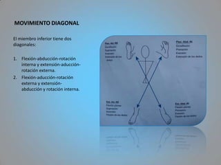 MOVIMIENTO DIAGONAL

El miembro inferior tiene dos
diagonales:

1. Flexión-abducción-rotación
   interna y extensión-aducción-
   rotación externa.
2. Flexión-aducción-rotación
   externa y extensión-
   abducción y rotación interna.
 