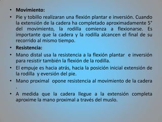 • Movimiento:
• Pie y tobillo realizaran una flexión plantar e inversión. Cuando
  la extensión de la cadera ha completado aproximadamente 5°
  del movimiento, la rodilla comienza a flexionarse. Es
  importante que la cadera y la rodilla alcancen el final de su
  recorrido al mismo tiempo.
• Resistencia:
• Mano distal usa la resistencia a la flexión plantar e inversión
  para resistir también la flexión de la rodilla.
• El empuje es hacia atrás, hacia la posición inicial extensión de
  la rodilla y eversión del pie.
• Mano proximal opone resistencia al movimiento de la cadera
  .
• A medida que la cadera llegue a la extensión completa
  aproxime la mano proximal a través del muslo.
 
