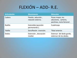 FLEXIÓN – ADD- R.E.
Articulación       Movimiento                Músculos
Cadera             Flexión, aducción ,       Psoas mayor, ms.
                   rotación externa .        aductores, sartorio,
                                             pectíneo, recto femoral .
Rodilla            Extendido (posición       Cuádriceps
                   permanente ).
Tobillo            Dorsiflexión inversión.   Tibial anterior.
Dedos              Extensión , desviación    Extensor del dedo gordo,
                   medial.                   extensor de los dedos.
 