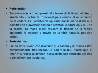 • Resistencia:
• Traccione con la mano proximal a través de la línea del fémur,
  añadiendo una fuerza rotacional para resistir el movimiento
  de la cadera. La resistencia aplicada por la mano distal a la
  dorsiflexión e inversión también resistirá la aducción y R.E. de
  la cadera. La mano distal resistirá la flexión de la rodilla
  aplicando la tracción a través de la tibia hacia la posición
  inicial.
• Posición final:
• Pie en dorsiflexión con inversión y la cadera y la rodilla están
  completamente flexionadas. La add y la R.E. hacen que el
  talón y la rodilla se alineen hacia arriba uno respecto del otro
  y con el hombro izquierdo.
 
