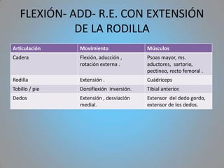 FLEXIÓN- ADD- R.E. CON EXTENSIÓN
             DE LA RODILLA
Articulación    Movimiento                Músculos
Cadera          Flexión, aducción ,       Psoas mayor, ms.
                rotación externa .        aductores, sartorio,
                                          pectíneo, recto femoral .
Rodilla         Extensión .               Cuádriceps
Tobillo / pie   Dorsiflexión inversión.   Tibial anterior.
Dedos           Extensión , desviación    Extensor del dedo gordo,
                medial.                   extensor de los dedos.
 