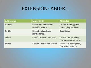 EXTENSIÓN- ABD-R.I.

Articulación       Movimiento                     Músculos
Cadera             Extensión , abducción,         Glúteo medio, glúteo
                   rotación interna .             mayor , isquiotibiales.
Rodilla            Extendido (posición            Cuádriceps
                   permanente ).
Tobillo            Flexión plantar , eversión.    Gastrocnemio, sóleo,
                                                  peroneos largo y corto.
Dedos              Flexión , desviación lateral   Flexor del dedo gordo,
                                                  flexor de los dedos.
 