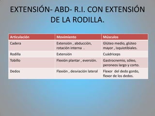 EXTENSIÓN- ABD- R.I. CON EXTENSIÓN
         DE LA RODILLA.
Articulación   Movimiento                     Músculos
Cadera         Extensión , abducción,         Glúteo medio, glúteo
               rotación interna .             mayor , isquiotibiales.
Rodilla        Extensión                      Cuádriceps
Tobillo        Flexión plantar , eversión.    Gastrocnemio, sóleo,
                                              peroneos largo y corto.
Dedos          Flexión , desviación lateral   Flexor del dedo gordo,
                                              flexor de los dedos.
 
