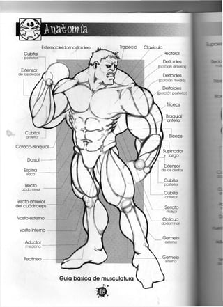 Anatomía
Esternocleidomastoideo
•Mi• •
Cubital
posterior
Extensor
de los dedos
Coraco-Braquial
Espina
Ilíaca
Recto
abdominal
Recto anterior
del cuadríceps
Vasto externo
Vasto interno
Aductor
mediano
Trqpecio Clavícula
Pectoral
Guía básica de musculatura
Deltoides
(porción anterior)
Deltoides
(porción media)
Deltoides
(porción posterior)
Tríceps
Braquial
anterior
Bíceps
Supinador
- largo
Extensor
de los dedos
Cubital
posterior
Cubital
anterior
Serrato
mayor
Oblicuo
abdominal
Gemelo
externo
Gemelo
interno
 