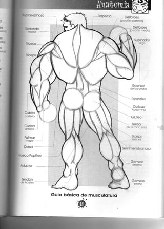 Tendón
3e Aquiles
Deltoides
(porción posterior)
Deltoides
(porción media)
Supinador
largo
Extensor
de ios dedos
Espinales
Oblicuo
Abdominal
Glúteo
Tensor
de la Facia Lata
Bíceps
femoral
Sem imembranoso
Gemelo
externo
Gemelo
interno
Guía básica de musculatura
 