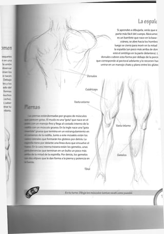 3 5
La espale
Si aprendes a dibujarla, verás que e
parte más fácil del cuerpo. Básicamei
es un barrilete que nace en la base i
cráneo, se abre hacia los hombro
luego se cierra para morir en la mitad
la espalda (un poco más arriba de don
está el ombligo en la parte delantera). L
dorsales cubren esta forma por debajo de la porci<
que corresponde al pectoral adelante y lo recorren has
unirse en un manojo chato y plano entre los glútec
/'"Dorsales
3
1
/
Cuadríceps
Vasto externo
r-as estánformadas por grupos de músculos
e n gotas. El muslo es una"gota"que nace en el
. " ~ 2 i o j o fino y llega al costado interno de la
l u n músculo grueso. En la ingle nace una "gota
3Étt" gruesa que termina en un estrangulamiento en
re la rodilla. Junto a este músculo están los
••n. es que formarán los glúteos por detrás. La
e - e por delante una línea dura que envuelve el
a cara interna trasera están los gemelos, unas
• d a s que terminan en un bulto un poco más
e m tad de la espinilla. Por detrás, los gemelos
eses que le dan forma a la pierna y potencia en
vw m ^ a s t 0
¡"terno
Gemelos
Tibial
Es tu turno. Dibuja los músculos tantas veces como puedas.
 