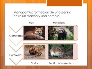 Monogamia: formación de una pareja
entre un macho y una hembra
Carnívoros
Herbívoros
Zorro Mustelidos
Castor Topillo de las praderas
 