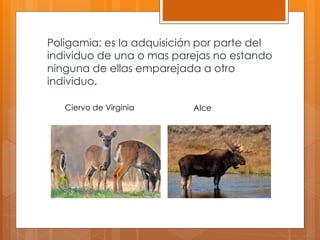 Poligamia: es la adquisición por parte del
individuo de una o mas parejas no estando
ninguna de ellas emparejada a otro
individuo.
Ciervo de Virginia Alce
 