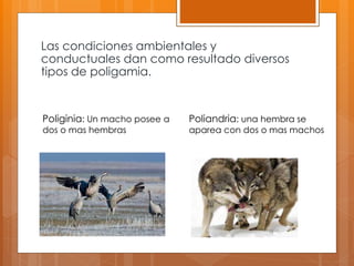 Las condiciones ambientales y
conductuales dan como resultado diversos
tipos de poligamia.
Poliginia: Un macho posee a
dos o mas hembras
Poliandria: una hembra se
aparea con dos o mas machos
 