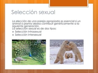 Selección sexual
La elección de una pareja apropiada es esencial si un
animal o planta desea contribuir genéticamente a la
siguiente generación.
La selección sexual es de dos tipos:
 Selección intrasexual
 Selección intersexual
 