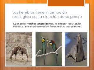 Las hembras tiene información
restringida por la elección de su paraje
Cuando los machos son polígamos, no ofrecen recursos, las
hembras tiene una información limitada en la que se basan.
 