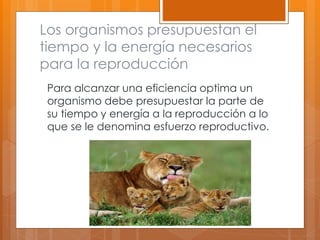 Los organismos presupuestan el
tiempo y la energía necesarios
para la reproducción
Para alcanzar una eficiencia optima un
organismo debe presupuestar la parte de
su tiempo y energía a la reproducción a lo
que se le denomina esfuerzo reproductivo.
 