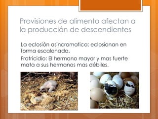 Provisiones de alimento afectan a
la producción de descendientes
La eclosión asincromatica: eclosionan en
forma escalonada.
Fratricidio: El hermano mayor y mas fuerte
mata a sus hermanos mas débiles.
 