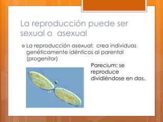 La reproducción puede ser
sexual o asexual
 La reproducción asexual: crea individuas
genéticamente idénticos al parental
(progenitor)
Parecium: se
reproduce
dividiéndose en dos.
 