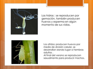 Las hidras : se reproducen por
gemación, también producen
huevos y esperma en algún
momento de sus vidas.
Los afidos: producen huevos por
medio de división celular, se
desarrollan dando lugar a hembras
adultas .
Al final del verano se reproducen
sexualmente para producir machos.
 