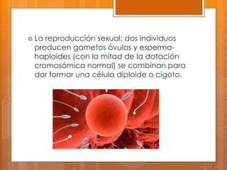 La reproducción sexual: dos individuos
producen gametos óvulos y esperma-
haploides (con la mitad de la dotación
cromosómica normal) se combinan para
dar formar una célula diploide o cigoto.
 