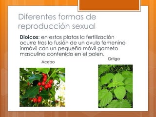 Diferentes formas de
reproducción sexual
Dioicos: en estas platas la fertilización
ocurre tras la fusión de un ovulo femenino
inmóvil con un pequeño móvil gameto
masculino contenido en el polen.
Acebo
Ortiga
 