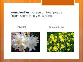 Hermafroditas: poseen ambos tipos de
órganos femenino y masculino.
Azucena Botones de oro
 