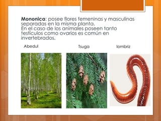 Mononica: posee flores femeninas y masculinas
separadas en la misma planta.
En el caso de los animales poseen tanto
testículos como ovarios es común en
invertebrados.
Abedul Tsuga lombriz
 