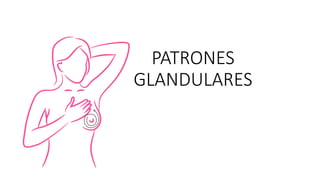 PATRONES
GLANDULARES
 