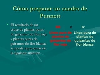 Cómo preparar un cuadro de Punnett El resultado de un cruce de plantas puras de guisantes de flor roja y plantas puras de guisantes de flor blanca se puede representar de la siguiente manera: 