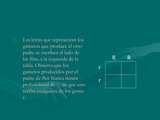 Las letras que representan los gametos que produce el otro padre se escriben al lado de las filas, a la izquierda de la tabla. Observa que los gametos producidos por el padre de flor blanca tienen probabilidad de ½ de que uno reciba cualquiera de los genes r. R  R r r 