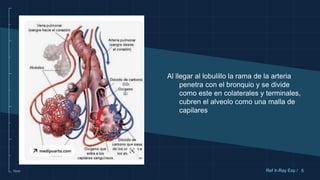 10cm 5
Ref X-Ray Exp /
Al llegar al lobulillo la rama de la arteria
penetra con el bronquio y se divide
como este en colaterales y terminales,
cubren el alveolo como una malla de
capilares
 