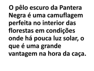 O pêlo escuro da Pantera
Negra é uma camuflagem
perfeita no interior das
florestas em condições
onde há pouca luz solar, o
que é uma grande
vantagem na hora da caça.
 